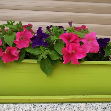 Dei Fiori Apartmán *